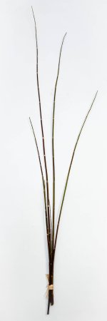 картинка Хвощ зимующий коричневый от магазина KALINA