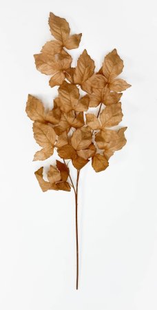 Ветка малины коричневая