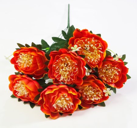 Пион "Миледи" 7 цветков