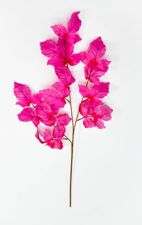 Ветка малины розовая