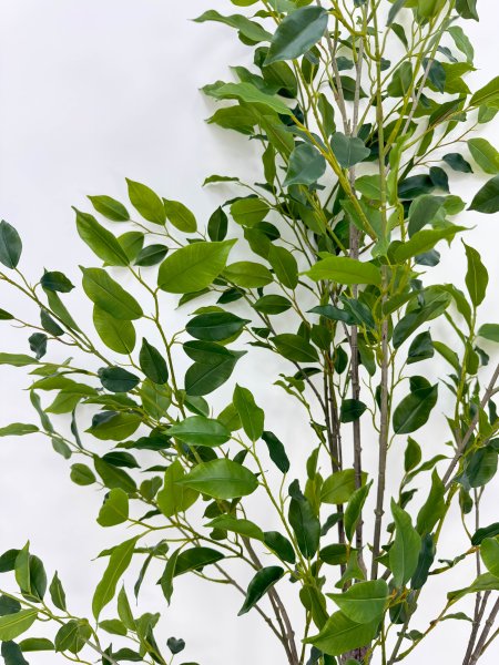 Куст фикуса "Бенджамина" 180 см БЕЗ КШПО