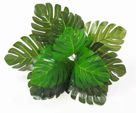 картинка Монстера крупная от магазина KALINA