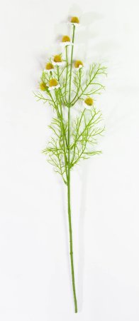 Ветка ромашек