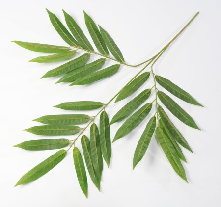 картинка Лист манго узкий от магазина KALINA