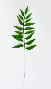 картинка Лист дерева Ним от магазина KALINA