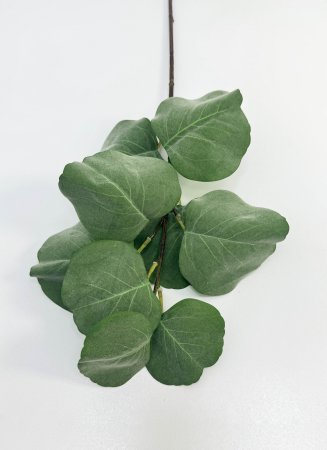 картинка Эвкалипт с крупным листом от магазина KALINA