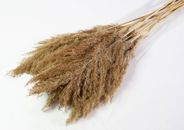 Кортадерия