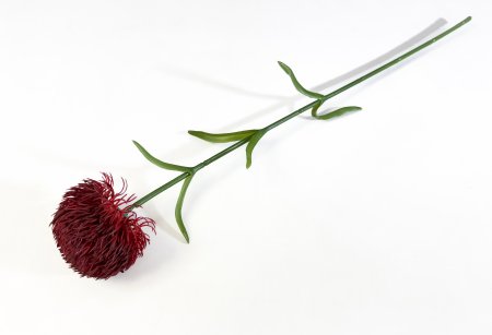 Гвоздика темно-красная