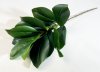 Ветка магнолии 13 листов