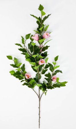 Гибискус розовый 