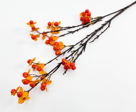 Морошка оранжевая