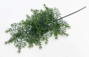 картинка Туя "Летняя пора" темно-зеленая 2 от магазина KALINA