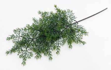 картинка Туя "Летняя пора" темно-зеленая 2 от магазина KALINA