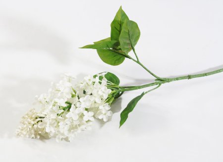 Ветка сирени обыкновенная белая