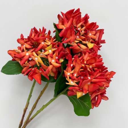 Гортензия "Кружевной шёлк" оранжевая