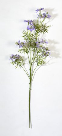 Нигелла сиреневая