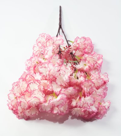 Ветка яблони 5 веток