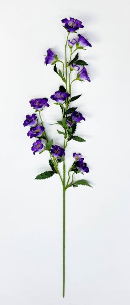 Кампанула фиолетовая