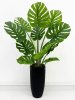 Монстера южно-американская 115 см БЕЗ КАШПО
