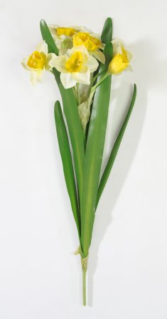 Ветка нарциссов