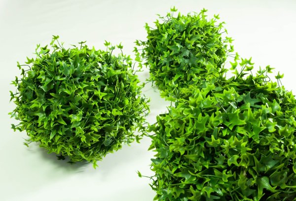 Самшит "Клен" №1