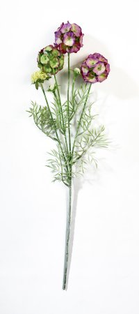 Скабиоза звездчатая фиолет