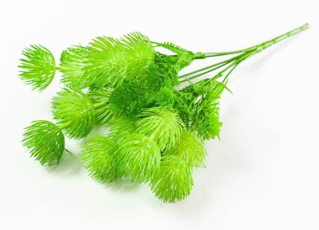 Букет гемантуса