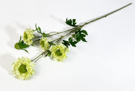 Скабиоза желтая