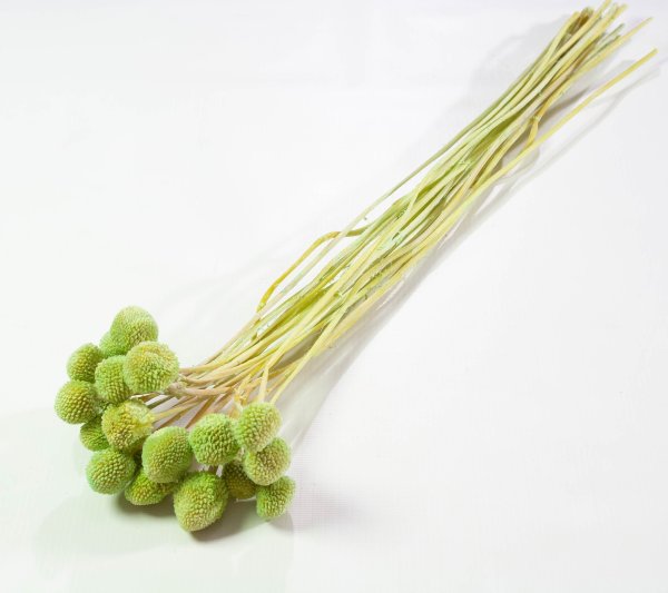 Краспедия 6