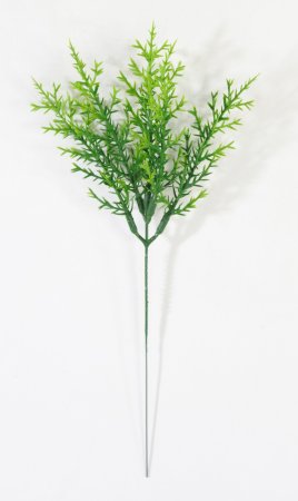 картинка Ветка туи складчатой малая от магазина KALINA