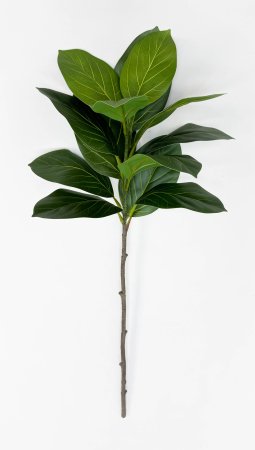 картинка Фикус Бенгальский 13 листов от магазина KALINA