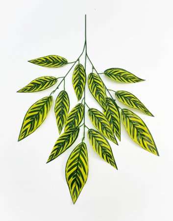 картинка Лист калатеи от магазина KALINA