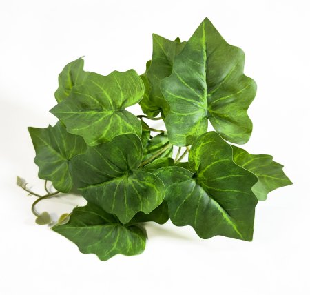 картинка Сингониум 16 листов от магазина KALINA