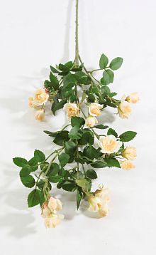 Кустовая роза персиковая от магазина KALINA являющийся официальным дистрибьютором в России 