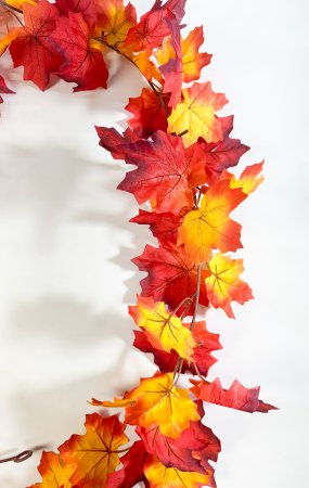 картинка Лиана клена красно-желтая от магазина KALINA