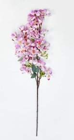 Сакура мелкопильчатая сиреневая