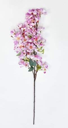 Сакура мелкопильчатая сиреневая