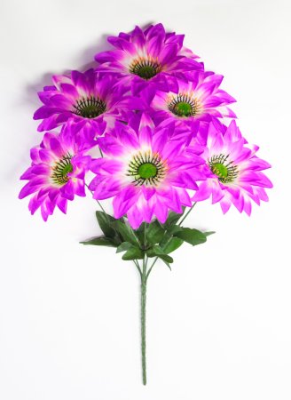 Георгин с зеленой тычинкой 6 цветков