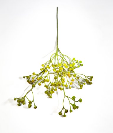 Ветка гипсофилы Зелено-желтый