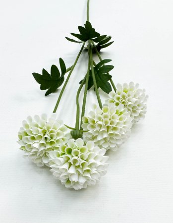 Георгин помпонный белый