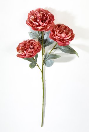 Ветка пиона Эмма Клем