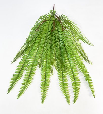 картинка Нефролепис 2 средний от магазина KALINA