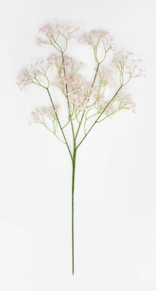 Гипсофила "Изящная" чайная 