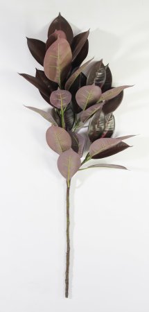 картинка Фикус Эластика "Черный принц" от магазина KALINA