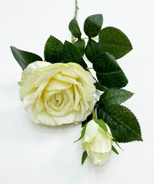 Роза "Булевард" молочная