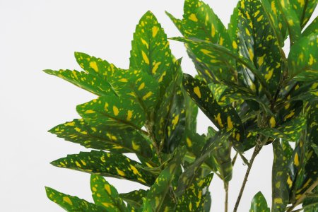 Аукуба пёстрая 80 см.