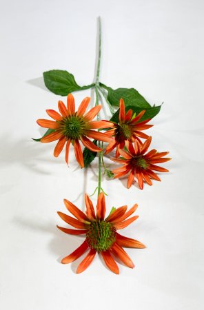 Эхинацея оранжевая