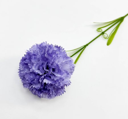 Гвоздика "Шабо" 