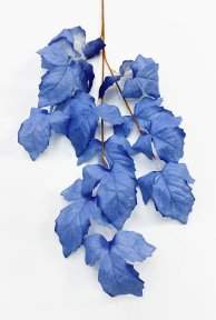 Ветка малины голубая