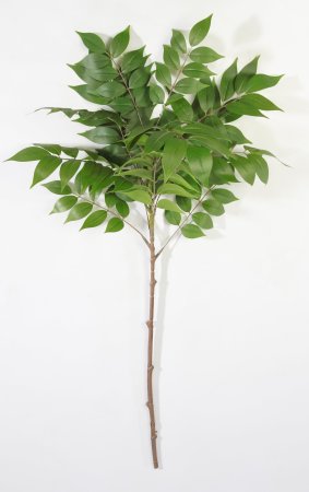 картинка Айлант (Китайский ясень) от магазина KALINA